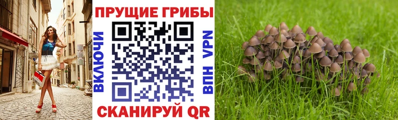 Галлюциногенные грибы GOLDEN TEACHER  Великий Новгород 